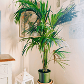 Kentia - 