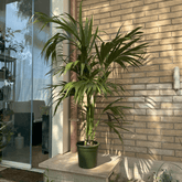 Kentia - 