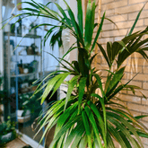 Kentia - 