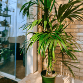 Kentia - 