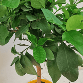 Limone - 