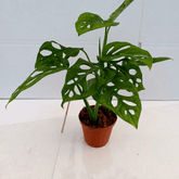 Monstera Obliqua Monkey - 