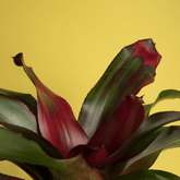 Neoregelia Fireball Ø9 - 