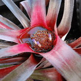 Neoregelia Fireball Ø9 - 