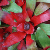 Neoregelia Fireball Ø9 - 