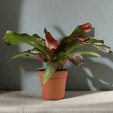 Neoregelia Fireball Ø9 - 
