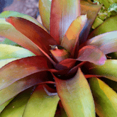 Neoregelia Fireball Ø9 - 