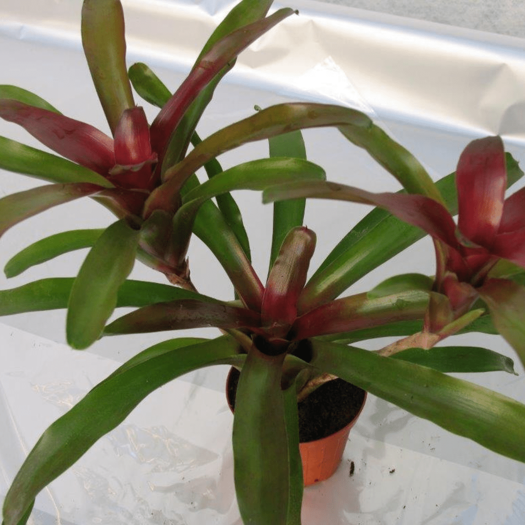 Neoregelia Fireball Ø9 - 