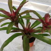 Neoregelia Fireball Ø9 - 