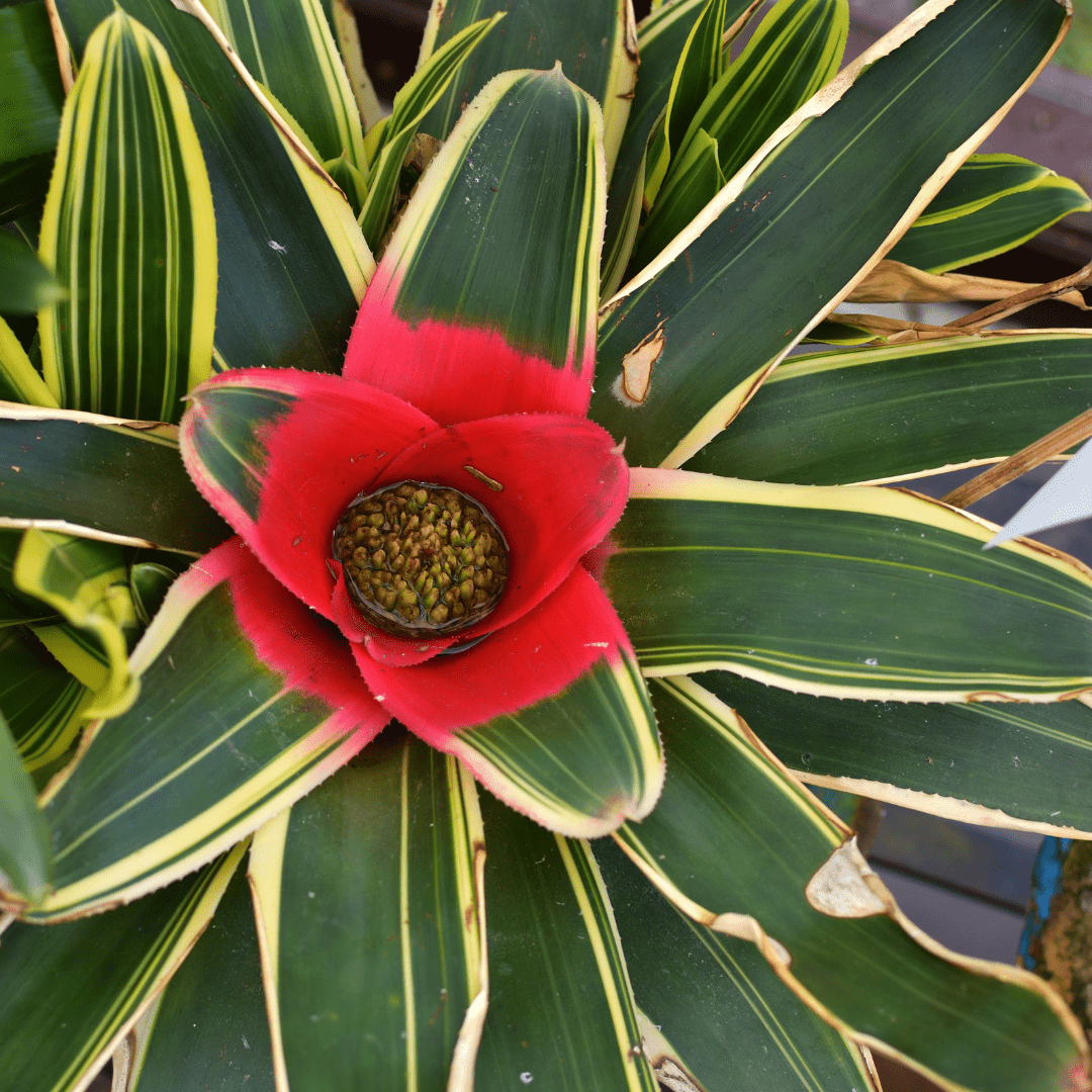 Neoregelia Fireball Variegato Ø9 - 