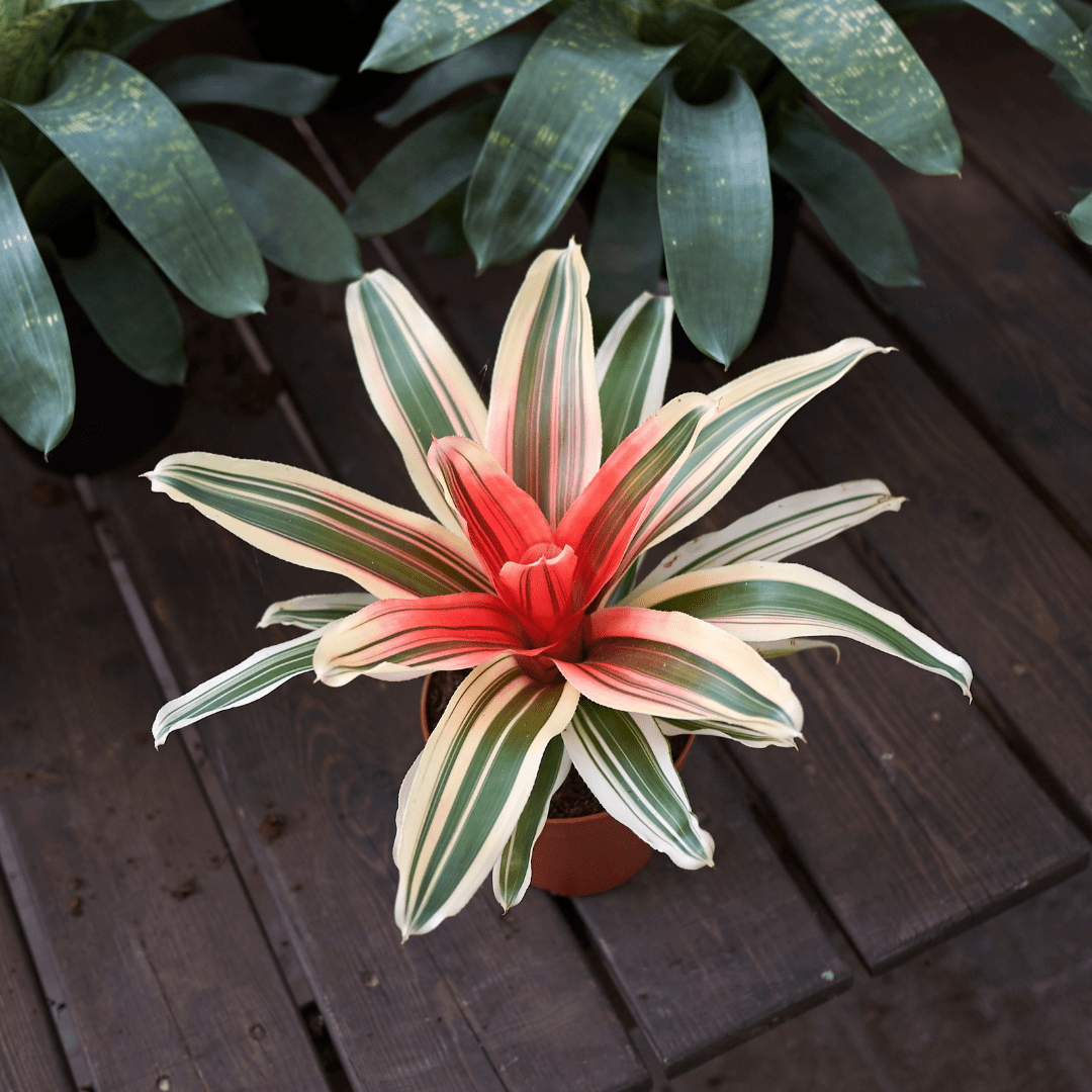 Neoregelia Fireball Variegato Ø9 - 