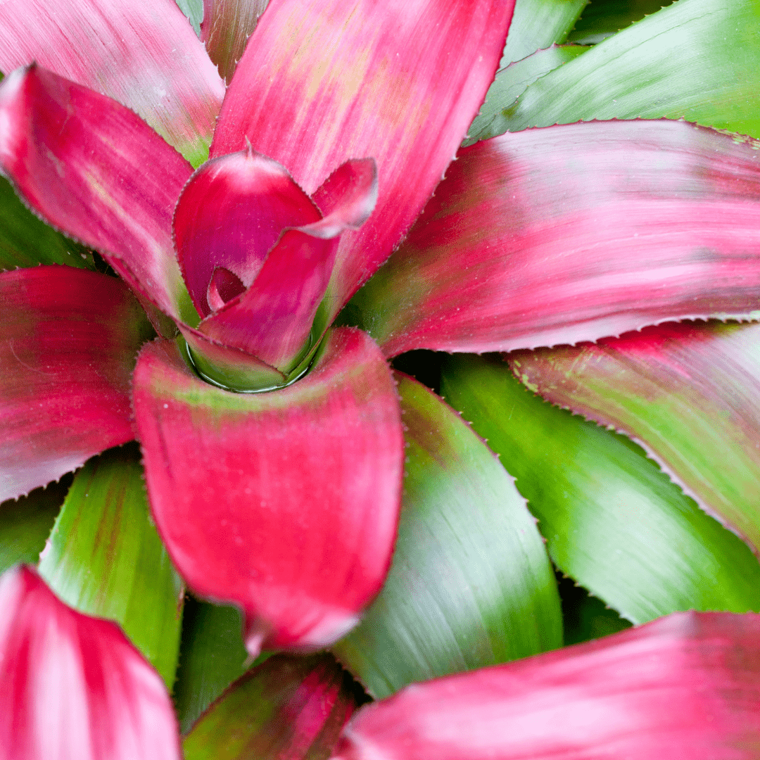 Neoregelia Naunce Ø14 - 