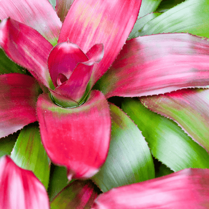 Neoregelia Naunce Ø14 - 