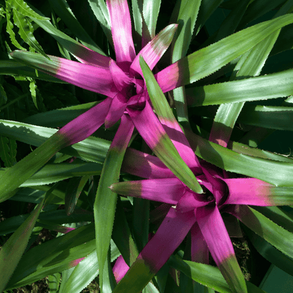 Neoregelia Naunce Ø14 - 