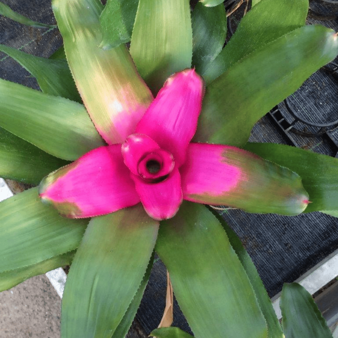 Neoregelia Naunce Ø14 - 