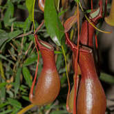 Nepenthes Baschet - 