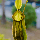Nepenthes Ø9 - 