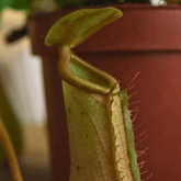 Nepenthes Ø9 - 