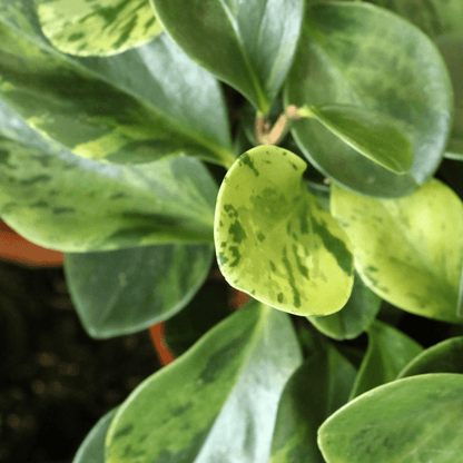 Peperomia Obtusifolia Variegata Ø18 Baschet - 