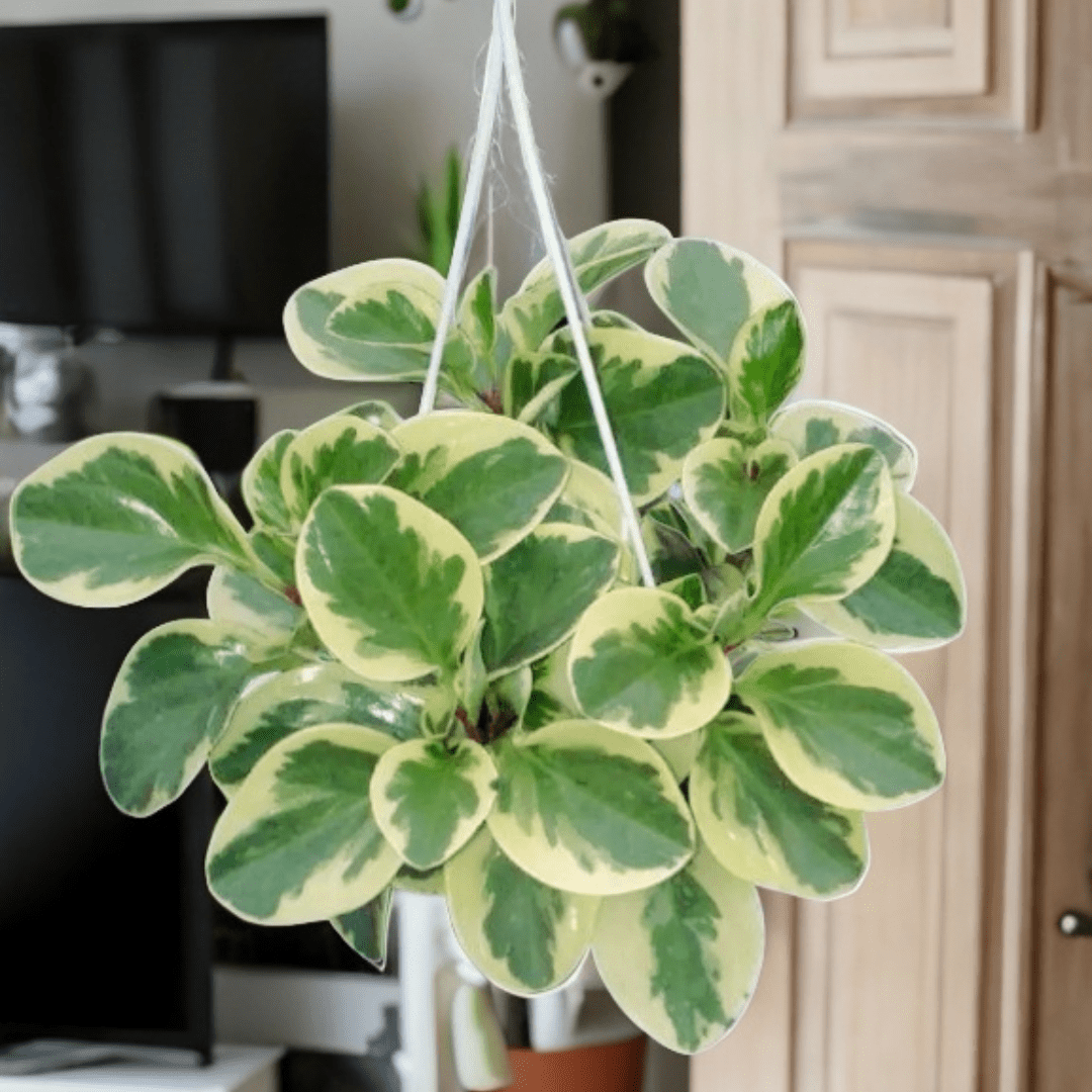 Peperomia Obtusifolia Variegata Ø18 Baschet - 