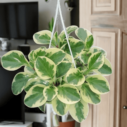 Peperomia Obtusifolia Variegata Ø18 Baschet - 