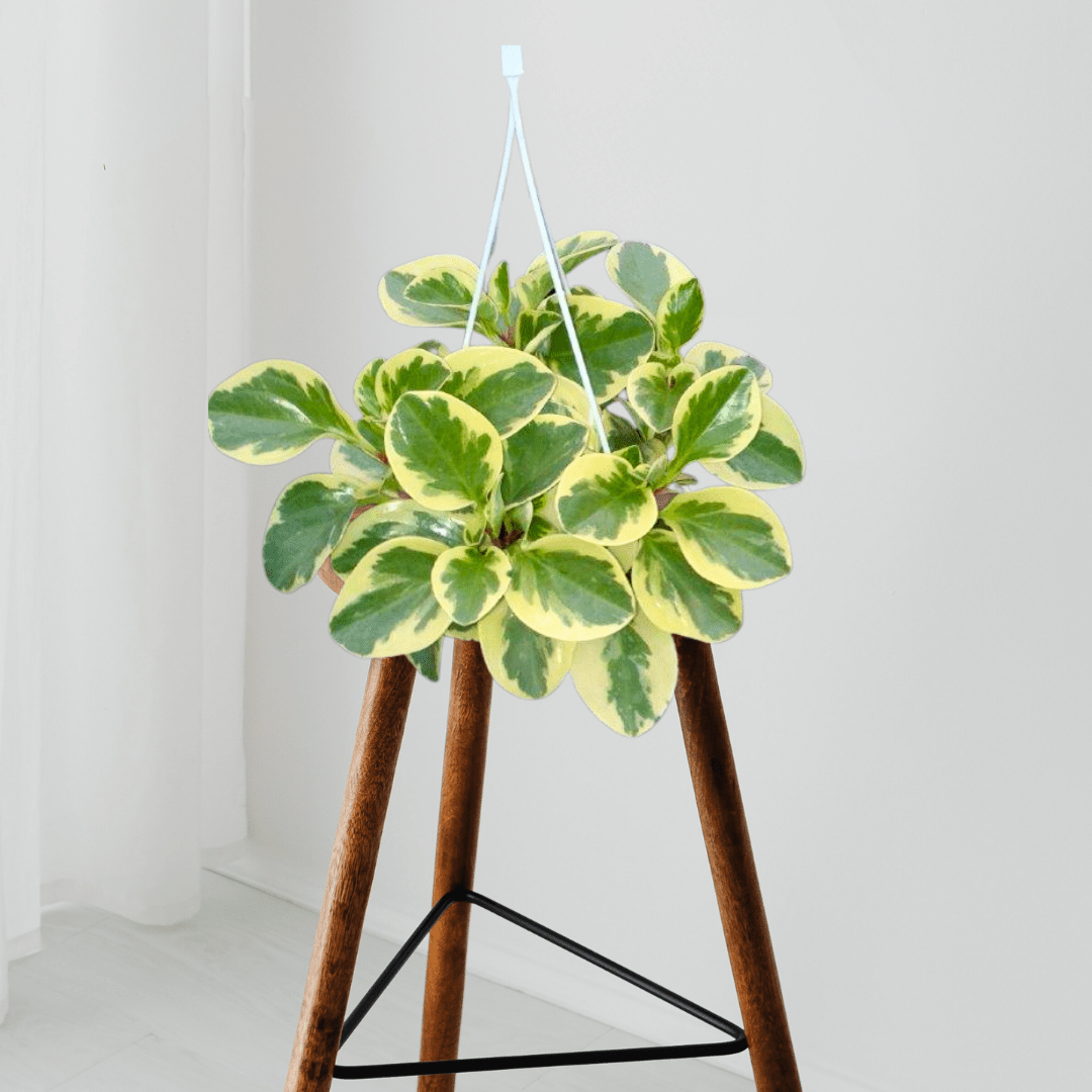 Peperomia Obtusifolia Variegata Ø18 Baschet - 