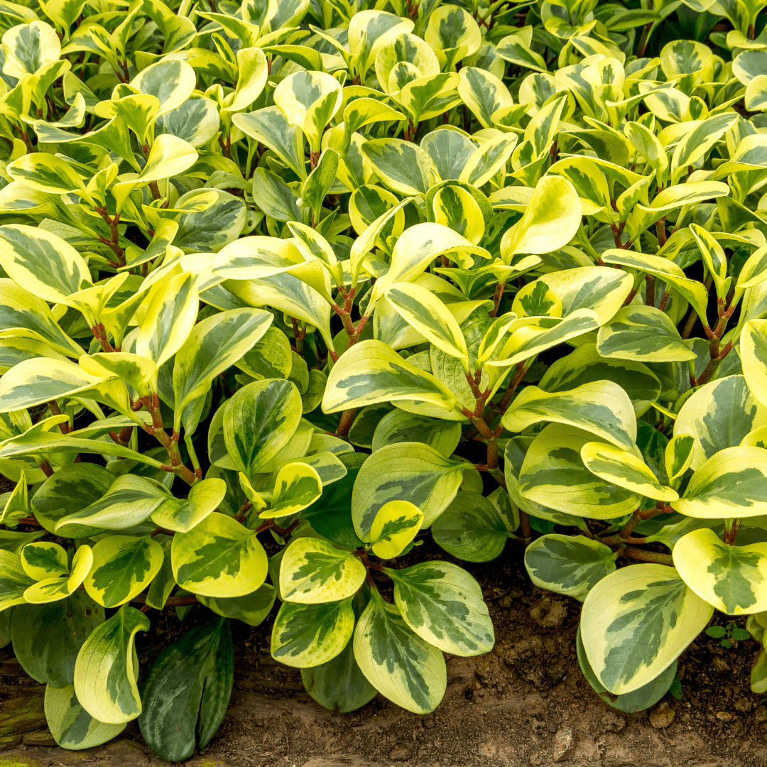 Peperomia Obtusifolia Variegata Ø18 Baschet - 
