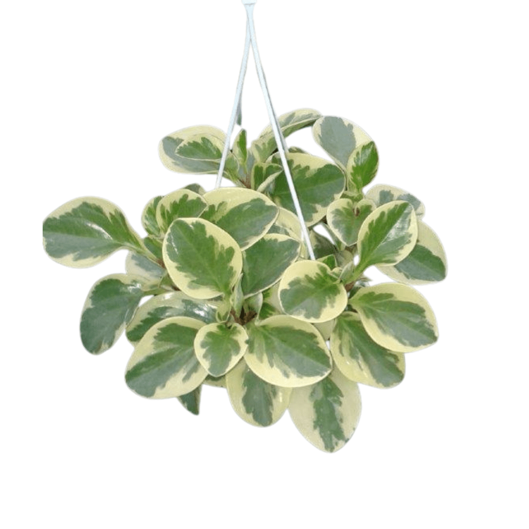 Peperomia Obtusifolia Variegata Ø18 Baschet - 