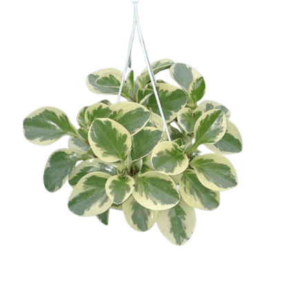 Peperomia Obtusifolia Variegata Ø18 Baschet - 