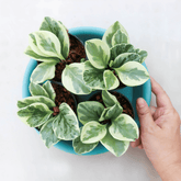Peperomia Obtusifolia Variegata Ø9 - 