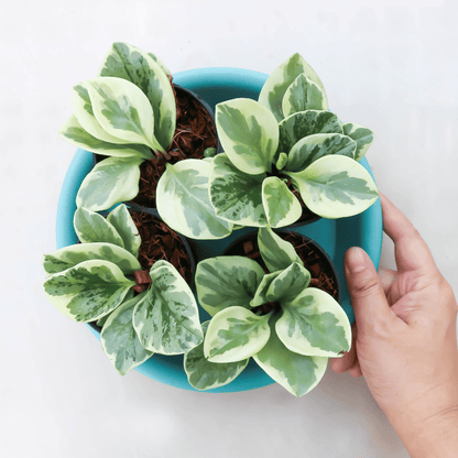 Peperomia Obtusifolia Variegata Ø9 - 