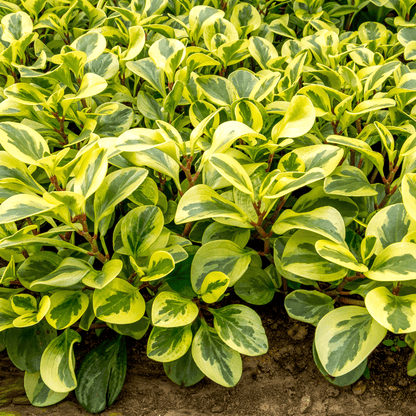 Peperomia Obtusifolia Variegata Ø9 - 