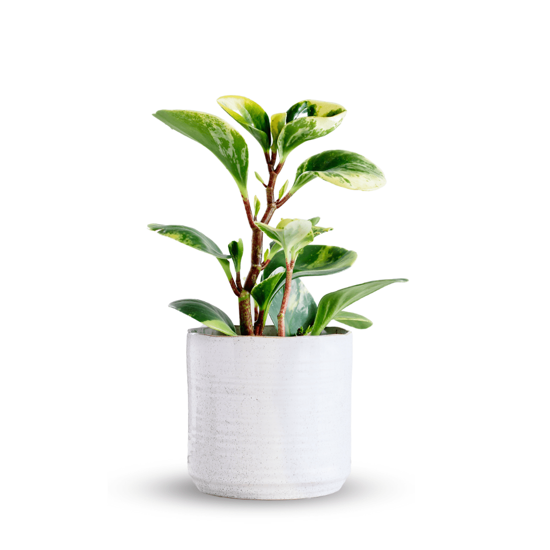 Peperomia Obtusifolia Variegata Ø9 - 