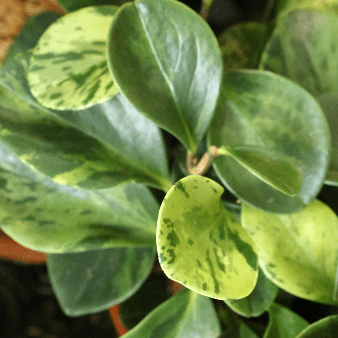 Peperomia Obtusifolia Variegata Ø9 - 