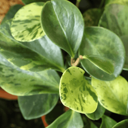 Peperomia Obtusifolia Variegata Ø9 - 