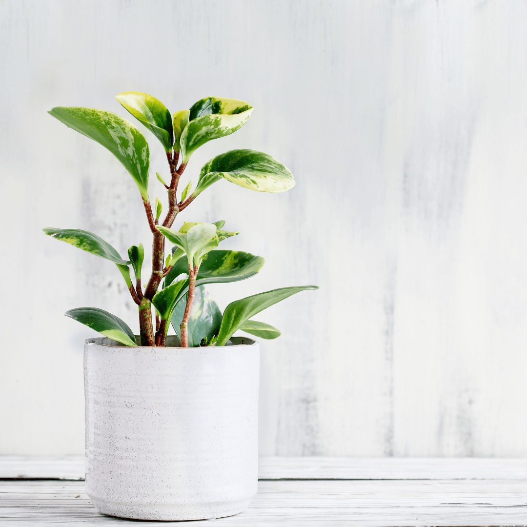 Peperomia Obtusifolia Variegata Ø9 - 