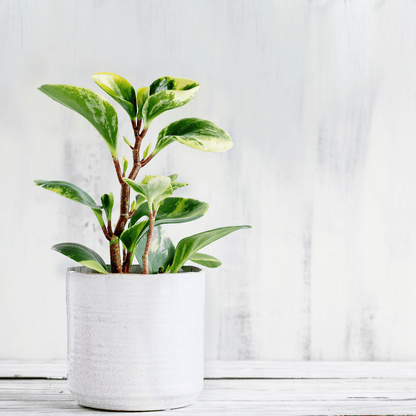 Peperomia Obtusifolia Variegata Ø9 - 