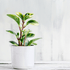Peperomia Obtusifolia Variegata Ø9 - 
