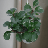 Peperomia Obtusifolia Verde Ø18 Baschet - 