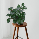 Peperomia Obtusifolia Verde Ø18 Baschet - 