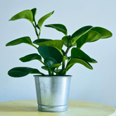 Peperomia Obtusifolia Verde Ø9 - 