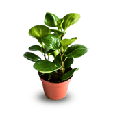 Peperomia Obtusifolia Verde Ø9 - 