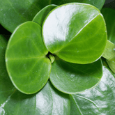 Peperomia Obtusifolia Verde Ø9 - 
