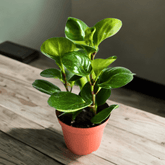 Peperomia Obtusifolia Verde Ø9 - 