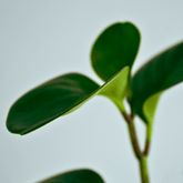 Peperomia Obtusifolia Verde Ø9 - 