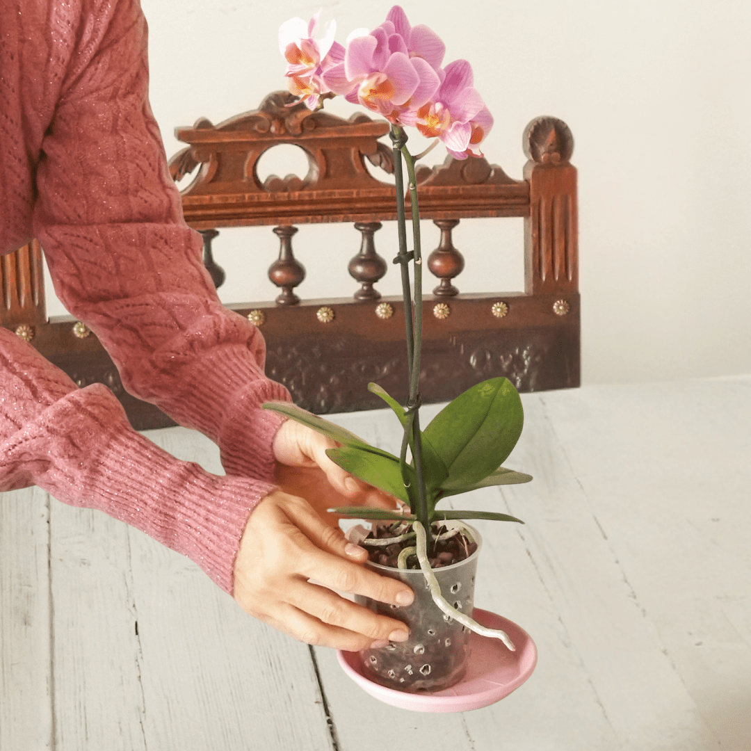 Phalaenopsis Mignon -