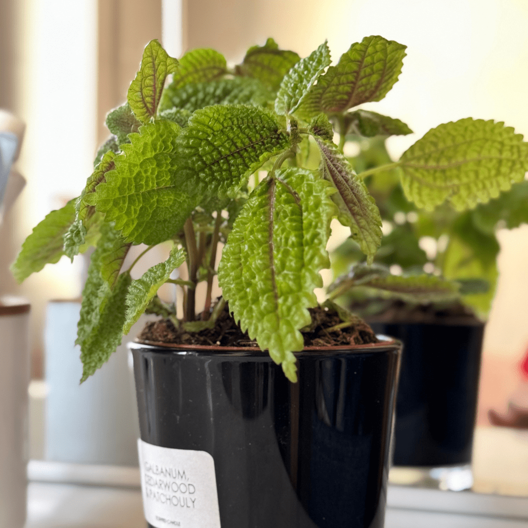 Pilea Mollis Moon Valley - 