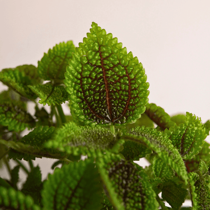 Pilea Mollis Moon Valley - 