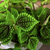 Pilea Mollis Moon Valley - 