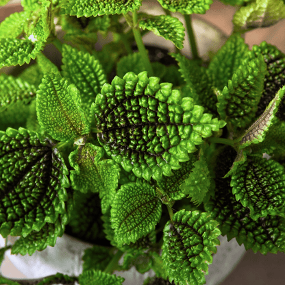 Pilea Mollis Moon Valley - 